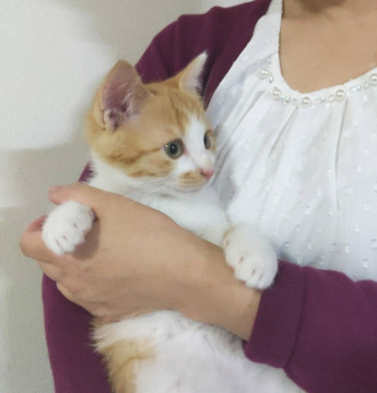 ふわふわ茶トラ 3ヶ月の甘えん坊