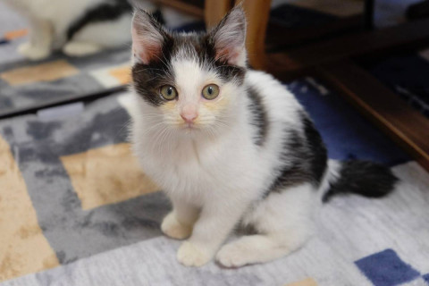 可愛い子猫のモォーくん