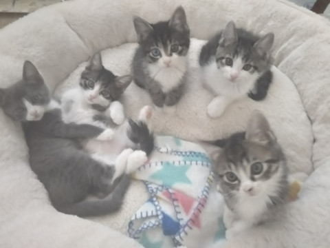 キジ白5兄妹