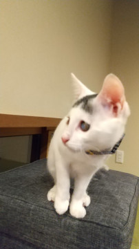 強運みなしご美ねこちゃん