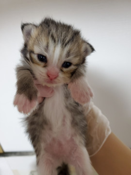 11月15日生まれの姉妹猫ちゃん