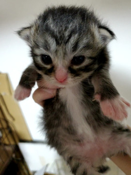 11月15日生まれの姉妹猫ちゃん