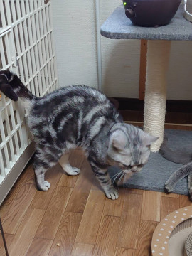 繁殖引退のアメショー男の子