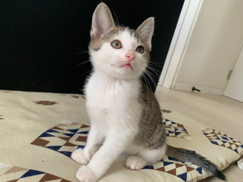 ★★★美猫2ヶ月おとこのこ★★★★★★
