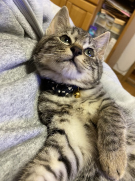 オッドアイの兄弟達②