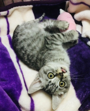 お母さんは殺されました