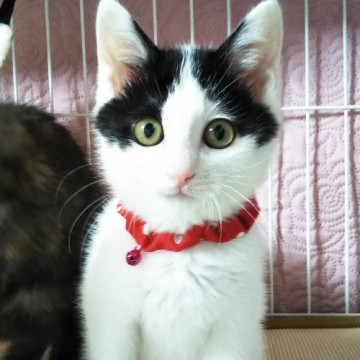 甘えん坊で人なつこい兄妹子猫