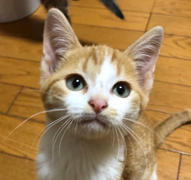 膝乗り大好き❤️超馴れっこ男子