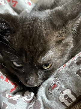 更新①(生後3ヶ月)可愛い保護黒猫メス
