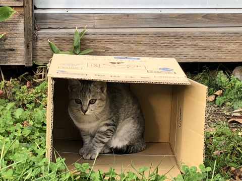 かわいい おしるこちゃん