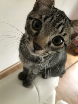 わんぱくキジトラ