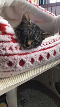 可愛いサバキジ猫