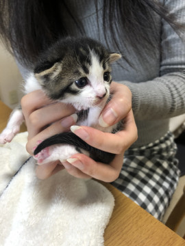4匹の兄弟たち