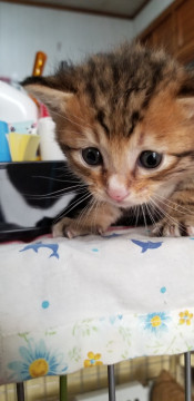 甘ったれで抱っこが大好き