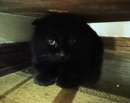 垂れ耳の黒猫さん