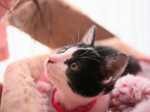 人も猫も大好き。1人でも遊べるお利口さん