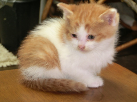 丸々フサフサした子猫です
