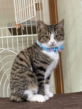 臆病な子猫ちゃん