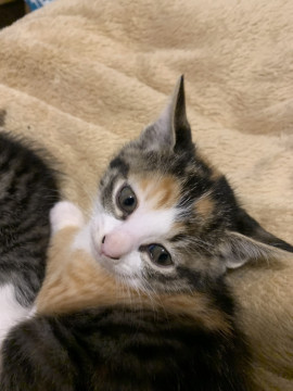 産み捨てられてた保護猫です