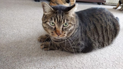 大きなおっとりした男の子！