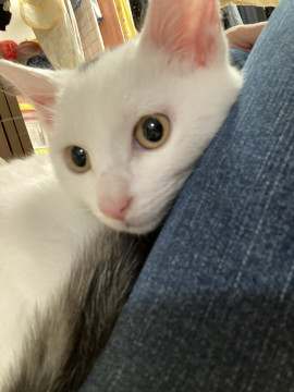 かぎしっぽの仔猫
