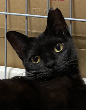 幸せを呼ぶ黒猫の女の子