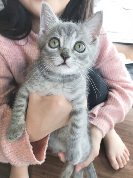くりくりお目めのグレちゃん