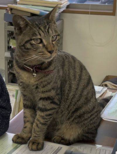 東京都の猫の里親募集 世田谷区 ネコジルシ 東京都の猫の里親募集 世田谷区 ネコジルシ