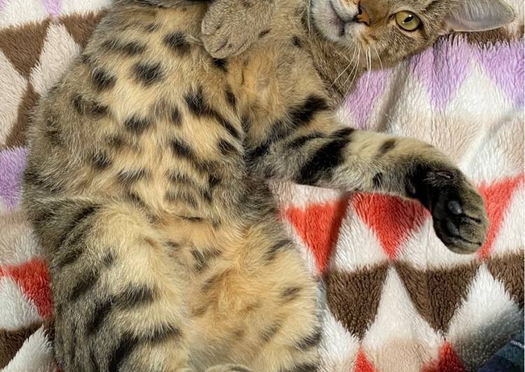 猫の里親募集 ベンガル ネコジルシ 猫の里親募集 ベンガル ネコジルシ