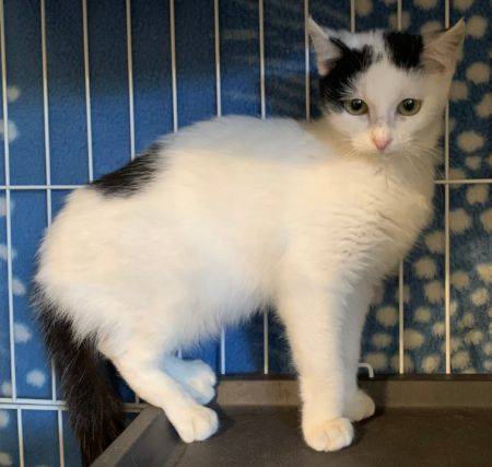 東京都の猫の里親募集 世田谷区 ネコジルシ 東京都の猫の里親募集 世田谷区 ネコジルシ
