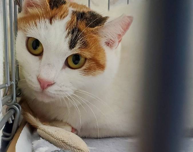 東京都の猫の里親募集 世田谷区 ネコジルシ 東京都の猫の里親募集 世田谷区 ネコジルシ