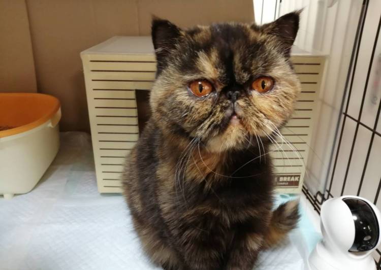 猫の里親募集 エキゾチックショートヘア ネコジルシ