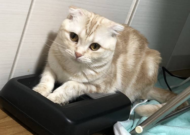 猫の里親募集 - スコティッシュフォールド - ネコジルシ