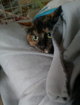 お話し中 サビ猫