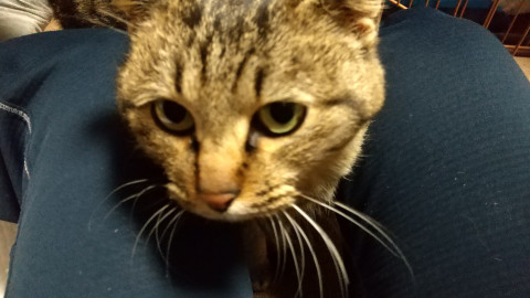 あけあけさん投稿の母猫