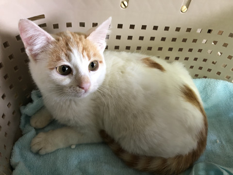 綺麗な毛色の子猫です。