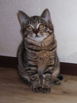 4匹兄弟で保護