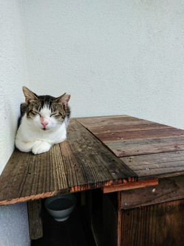 おっとりサバシロの地域猫只今保護中