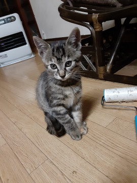 つんつんしてますけどそれがなにか?