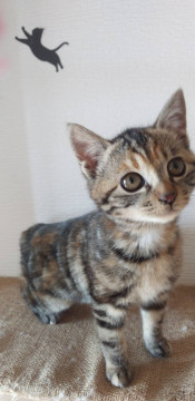 三毛猫キジの女の子　