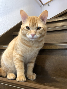 元気一杯の茶トラです