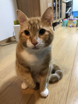 茶トラ×白、大きいです