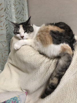 ツンデレです