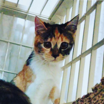にゃんでか、イエネコ修行中のこねこ