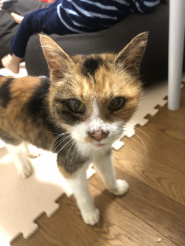 大人しいぬこちん