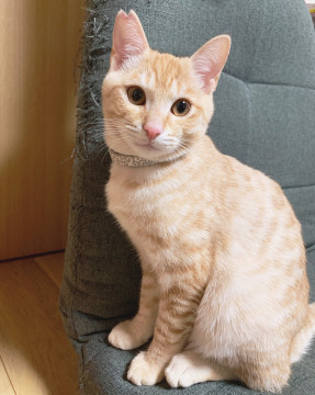再募集!!可愛い2匹の兄妹猫ちゃんズ。