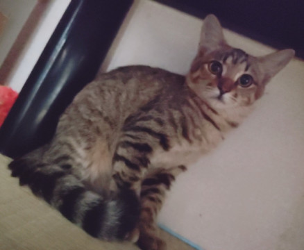 ママがアメショのキジトラちゃん