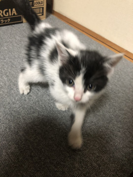 超甘えっ子のハチワレちゃん