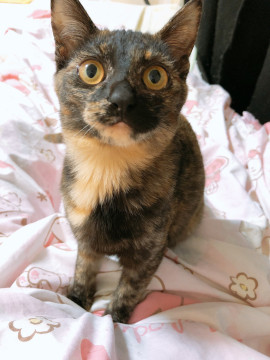甘えん坊な子猫です