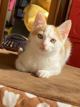 猫が大好き男の子